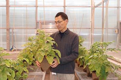 Dr Chen examines leaves of potato plant