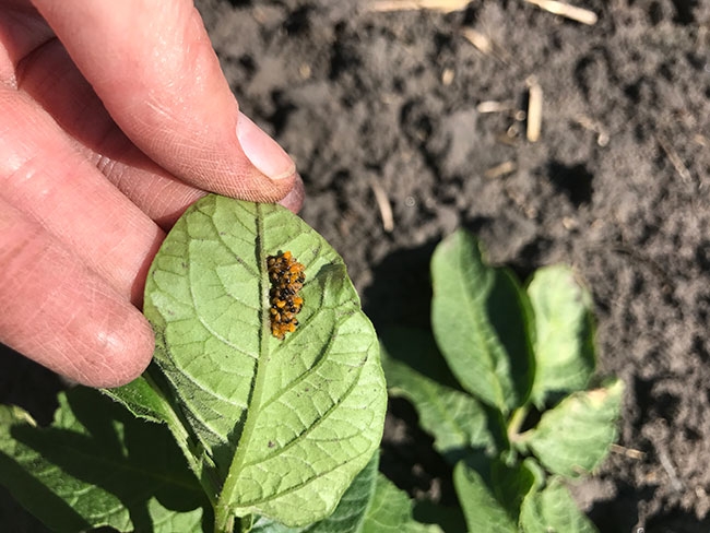 Colorado potato beetle management without neonics Potatoes in Canada
