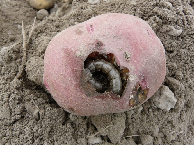 download black cutworm download black cutworm