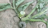Black cutworm around a potato plant
