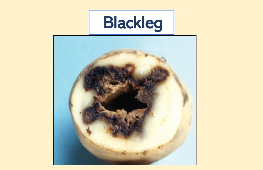 blackleg