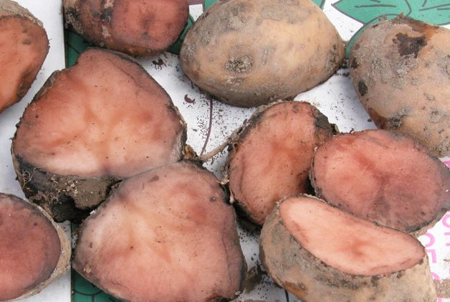 Refresher: Updated storage potato harvest checklist