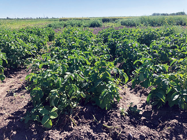Cover cropping strategies for the Prairies