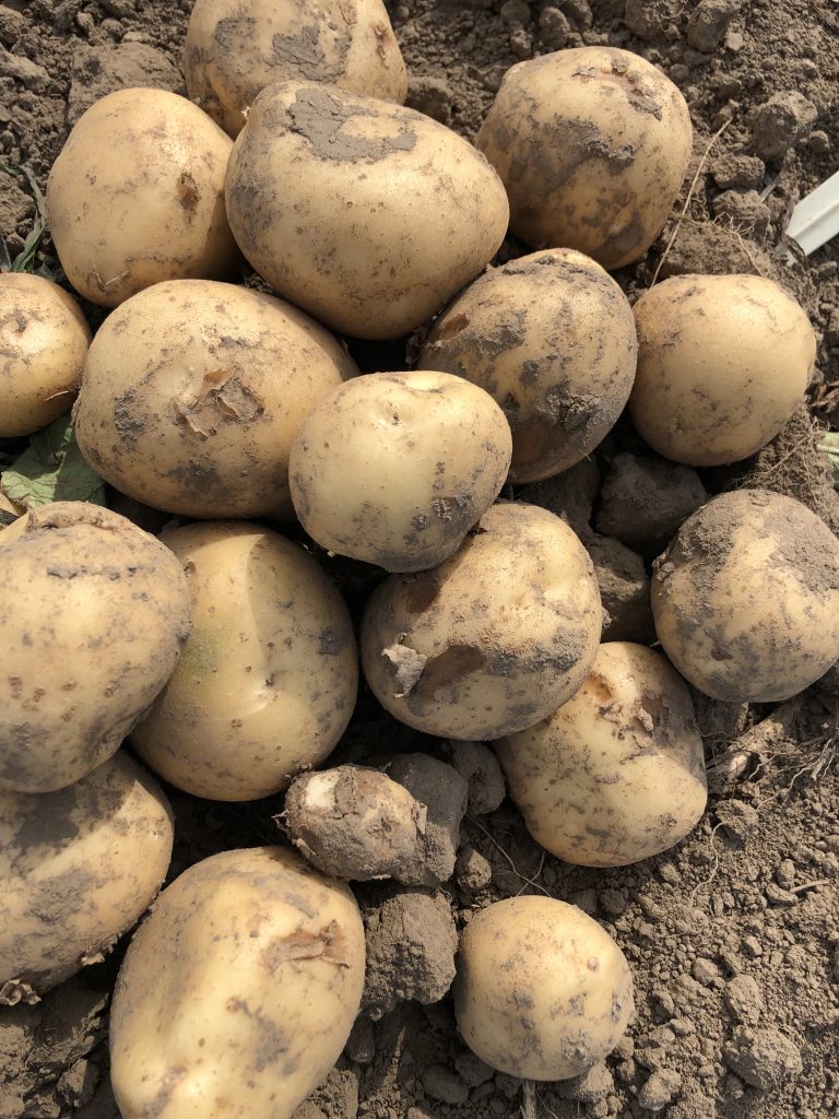 Top potato stories for 2023 - Potatoes in CanadaPotatoes in Canada